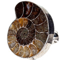 703496-pierscionek-amonit-srebro-000.jpg